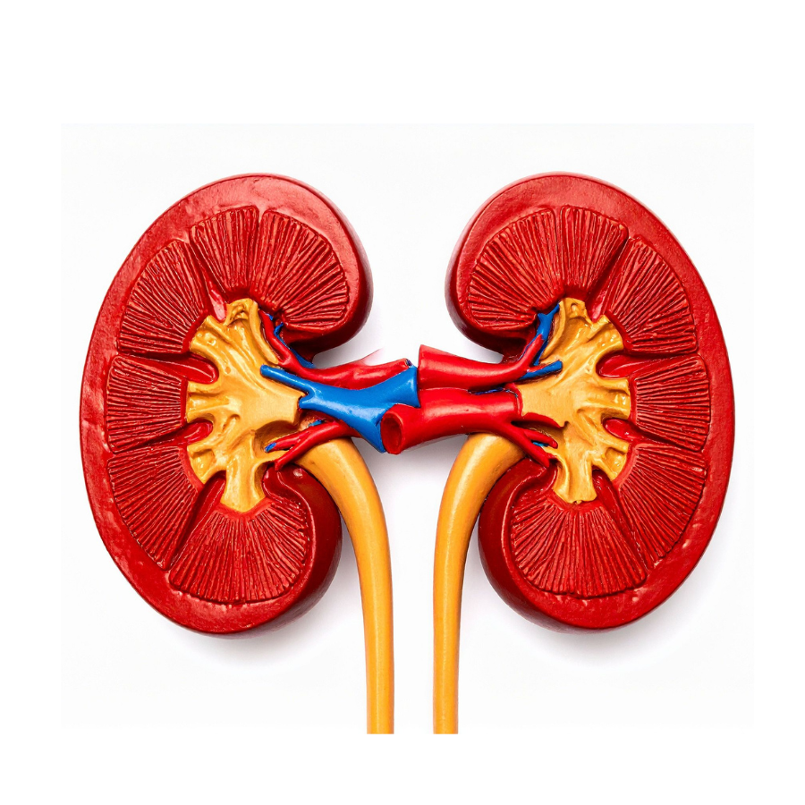 DƯỢC PHẨM BÌNH TÂN